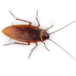 Image of Cockroaches have arrived at West Lancs!