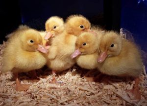 Image of EYFS Stay & Learn - Ducklings