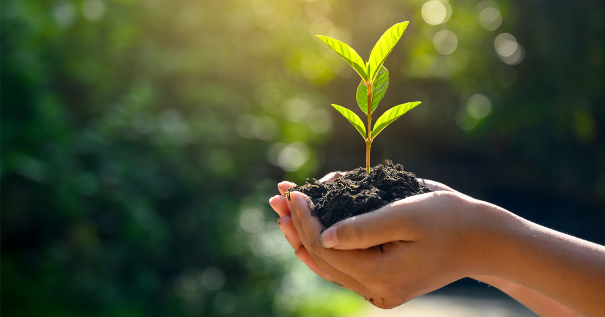 Image of Y2 Stay & Learn Planting