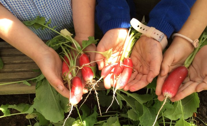 Image of Radishes!