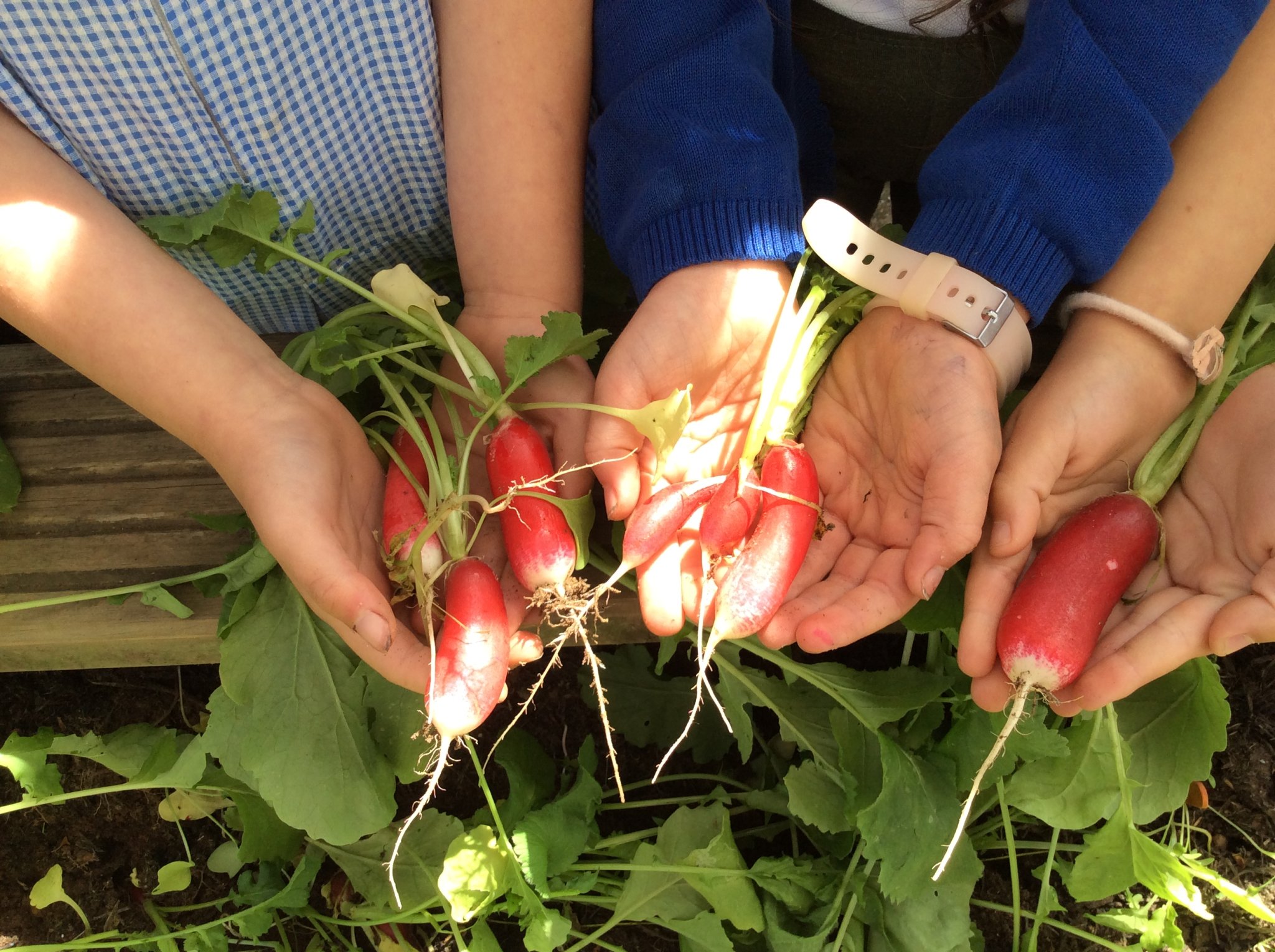 Image of Radishes!