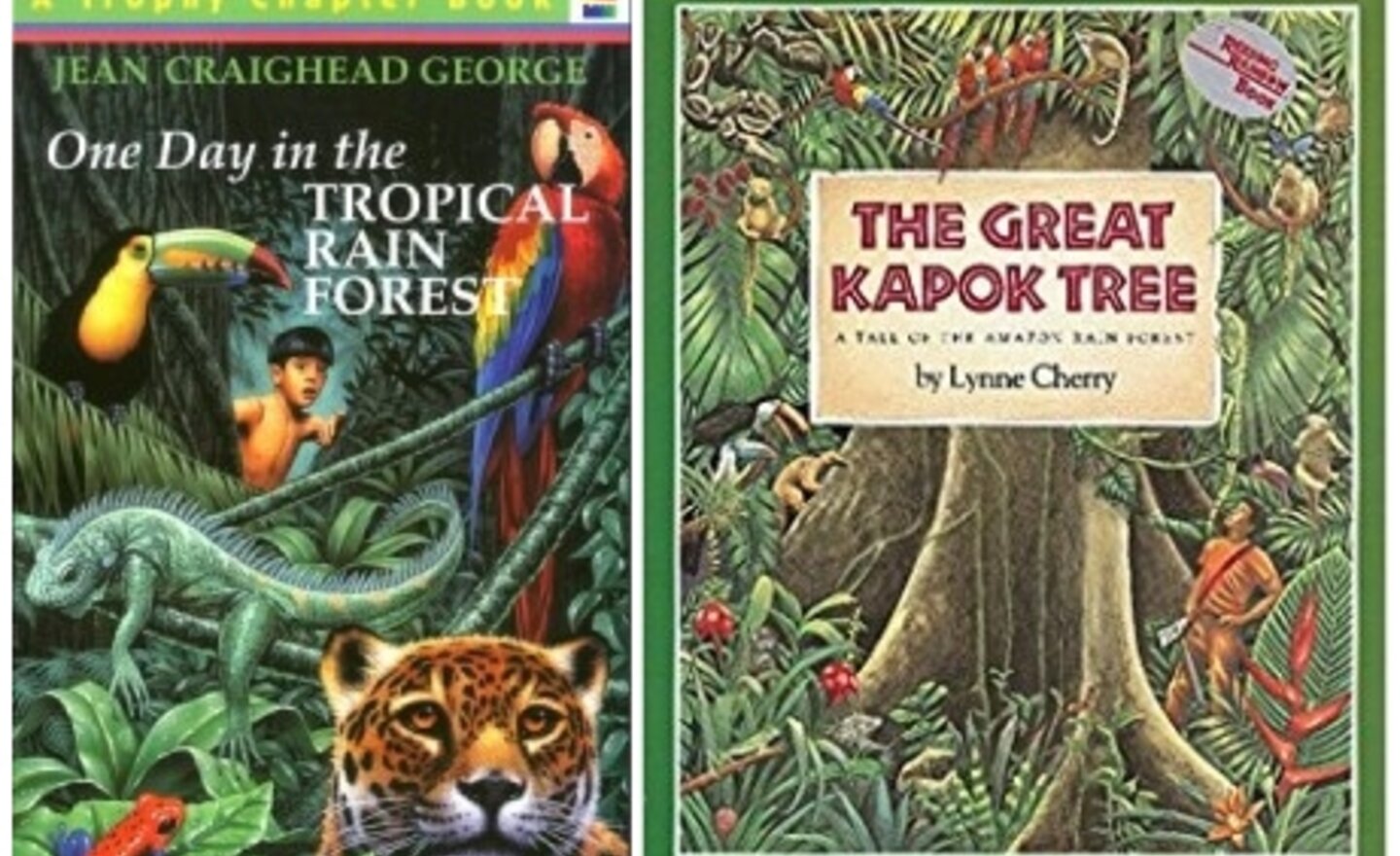 Image of Rainforest setting descriptions