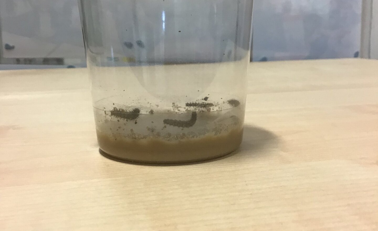 Image of Caterpillar Update