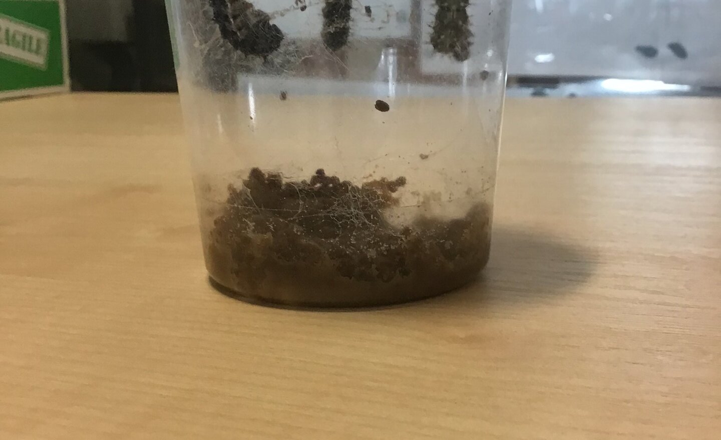 Image of Caterpillars no more!