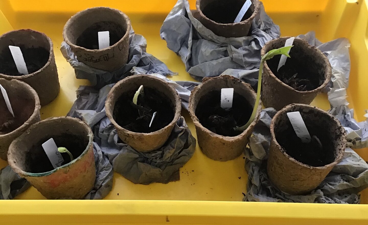 Image of Setting up our own investigations for growing plants 