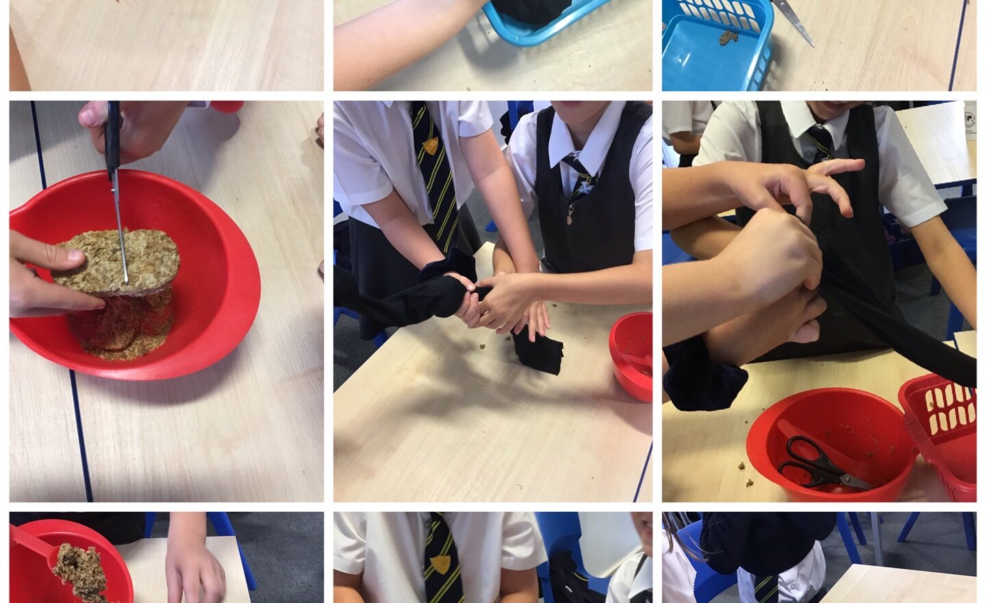 Image of Digestive System