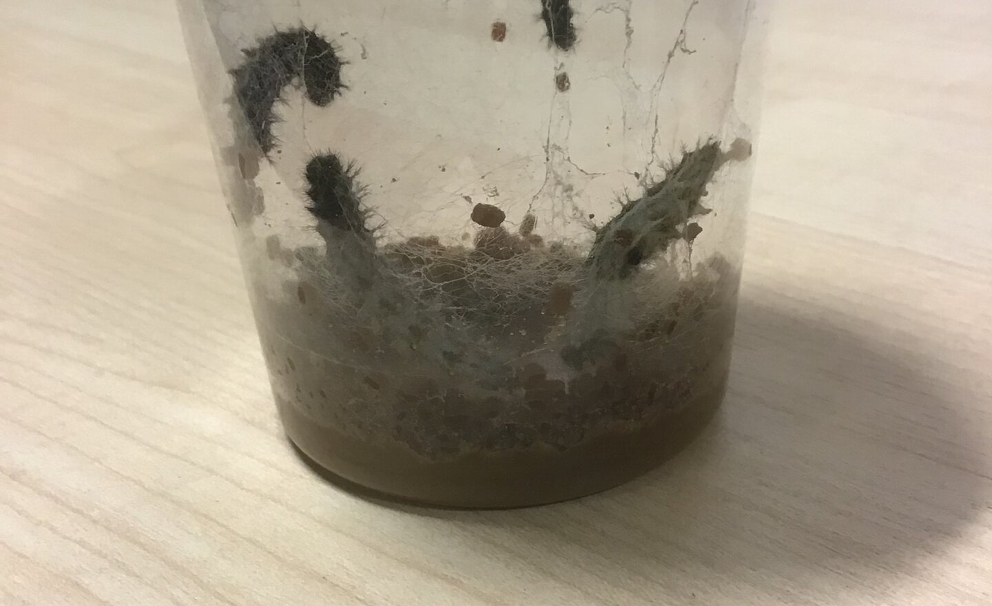 Image of Caterpillars