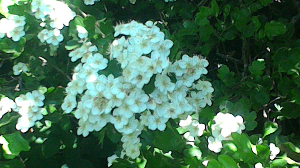 Image of Teddy Bears’ Picnic