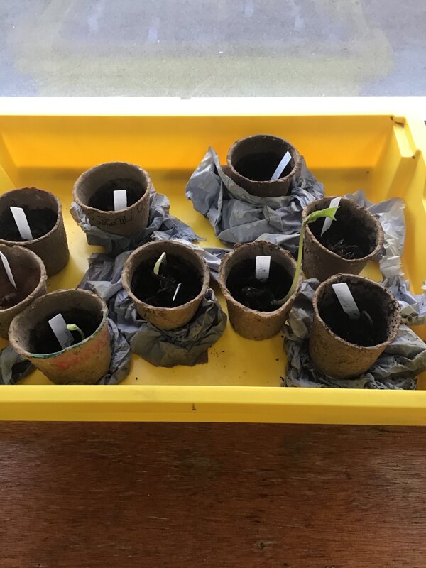 Image of Setting up our own investigations for growing plants 