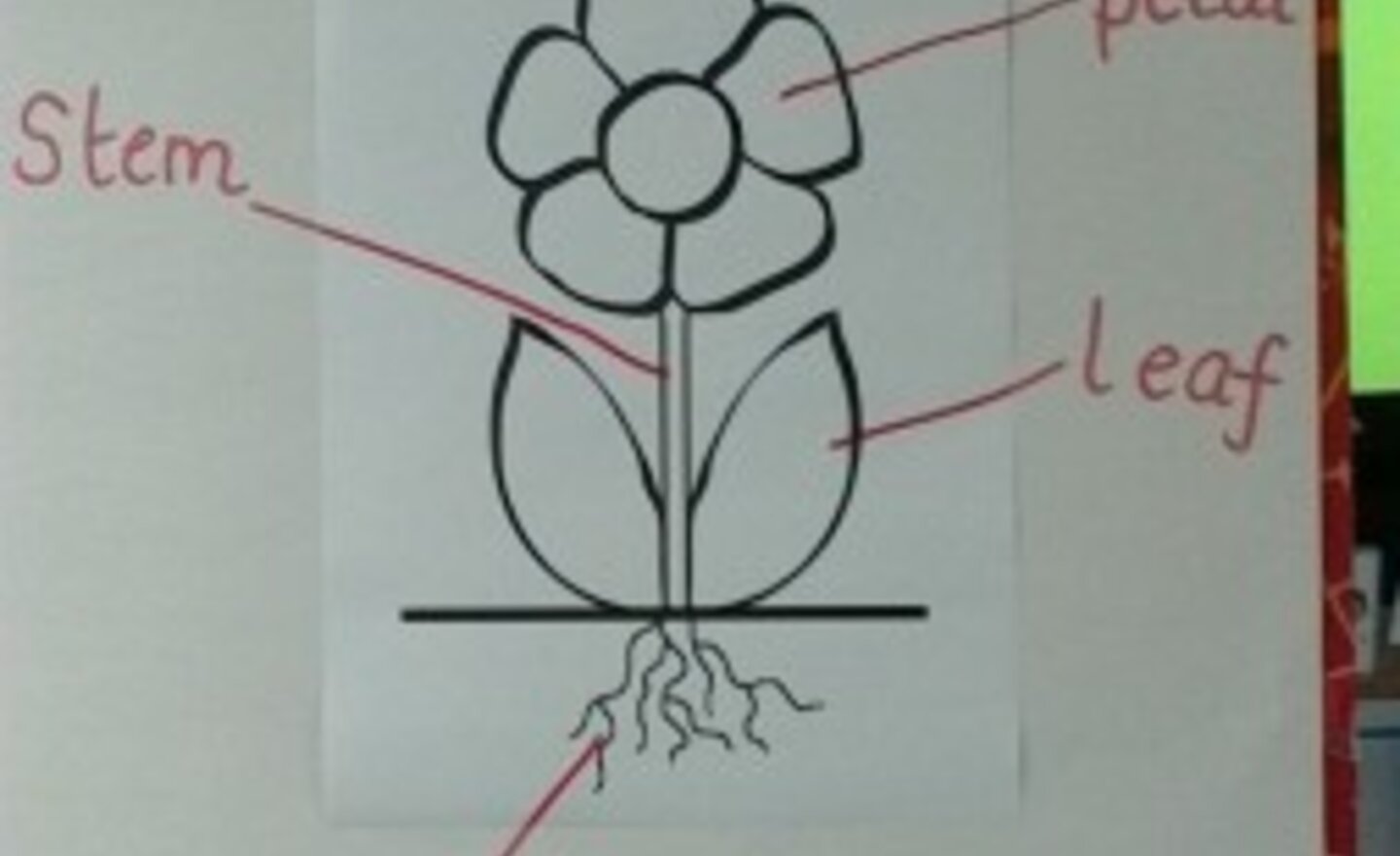 Image of Flowers