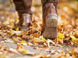 Image of Tulip Autumn Walk