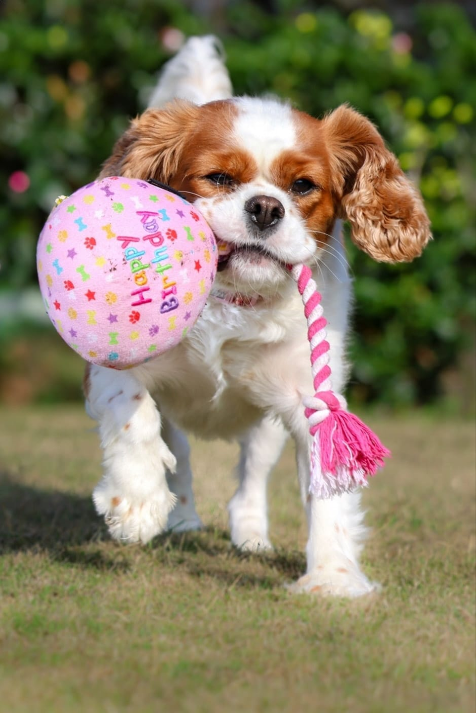 Image of Honey's Birthday