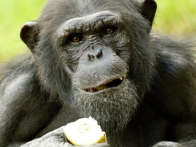 Image of Are you more intelligent than a Chimpanzee? 	