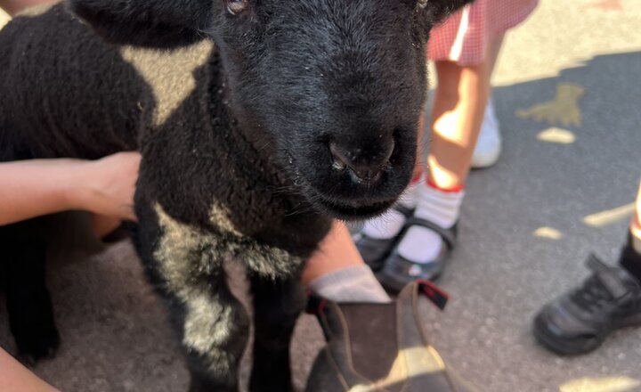 Image of Tatton Park Farm Lambs