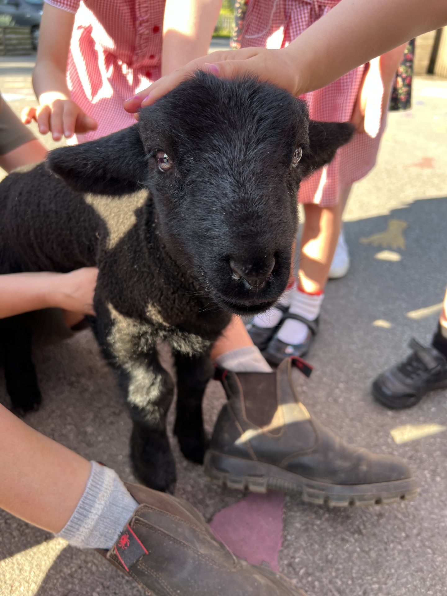 Image of Tatton Park Farm Lambs