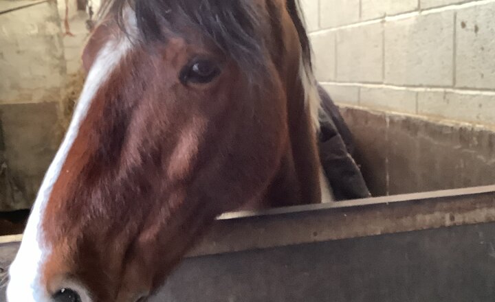 Image of Stable Lives 