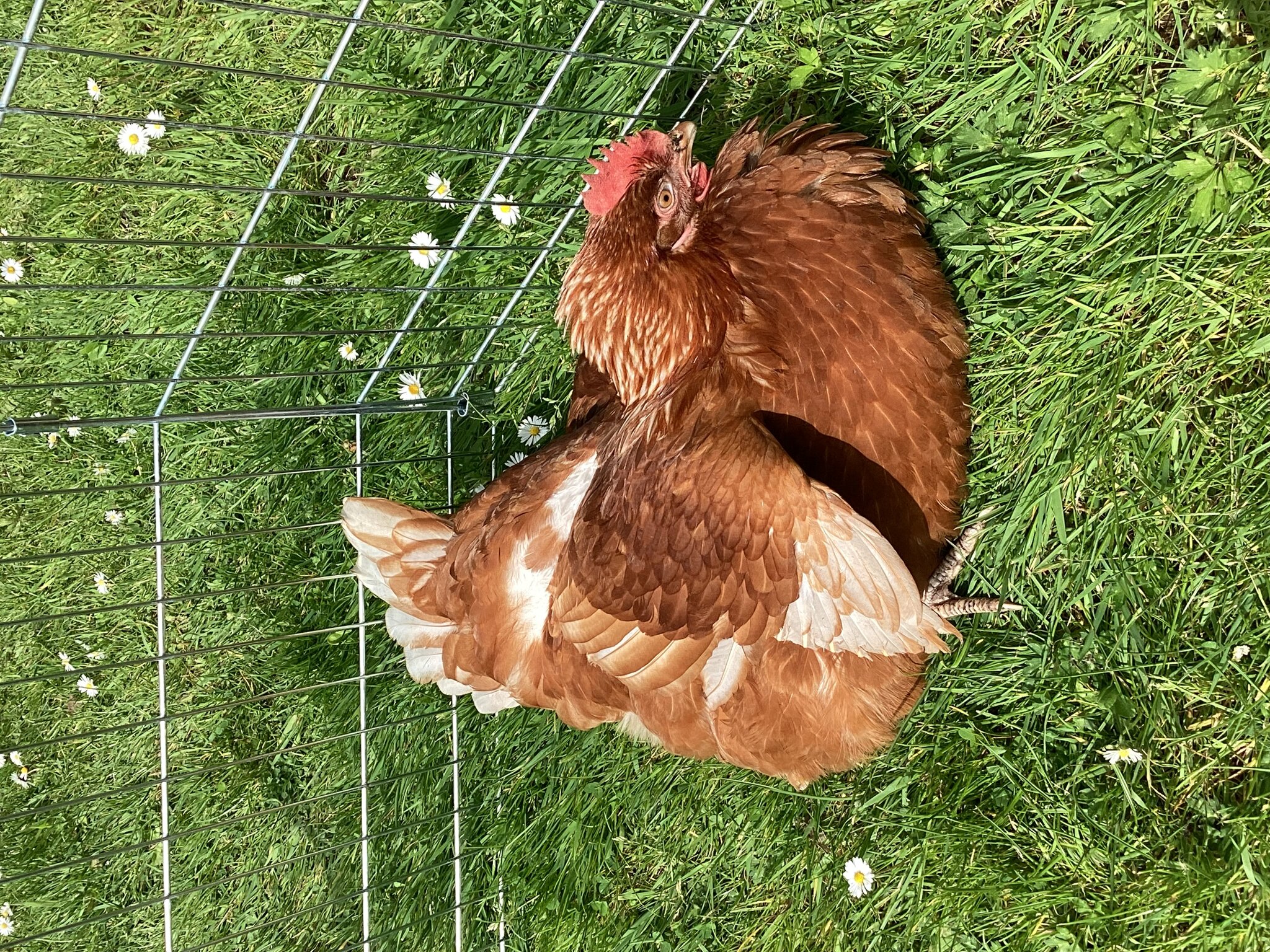 Image of Meet Our Chicken's