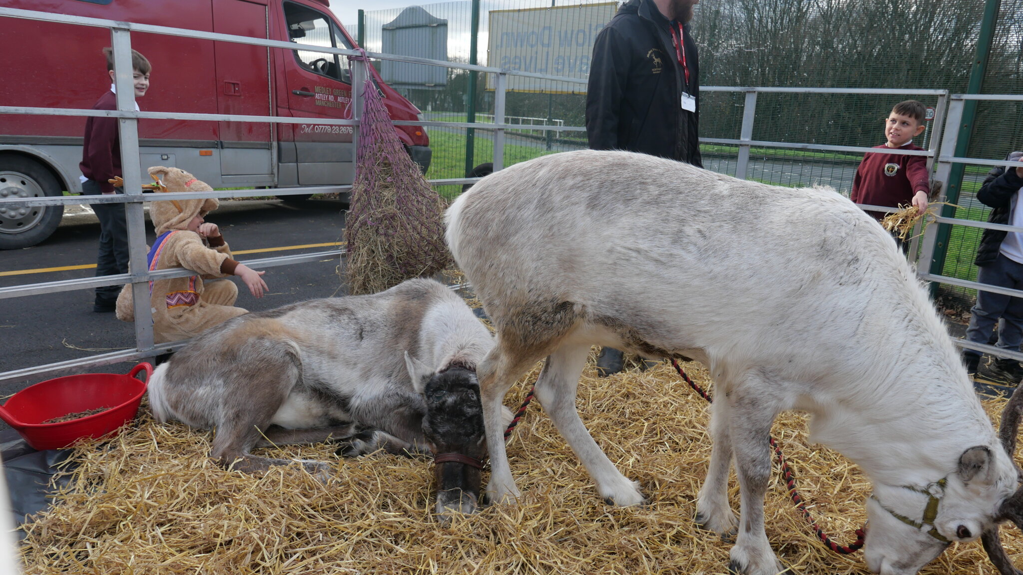 Image of Santa's Grotto and Reindeers