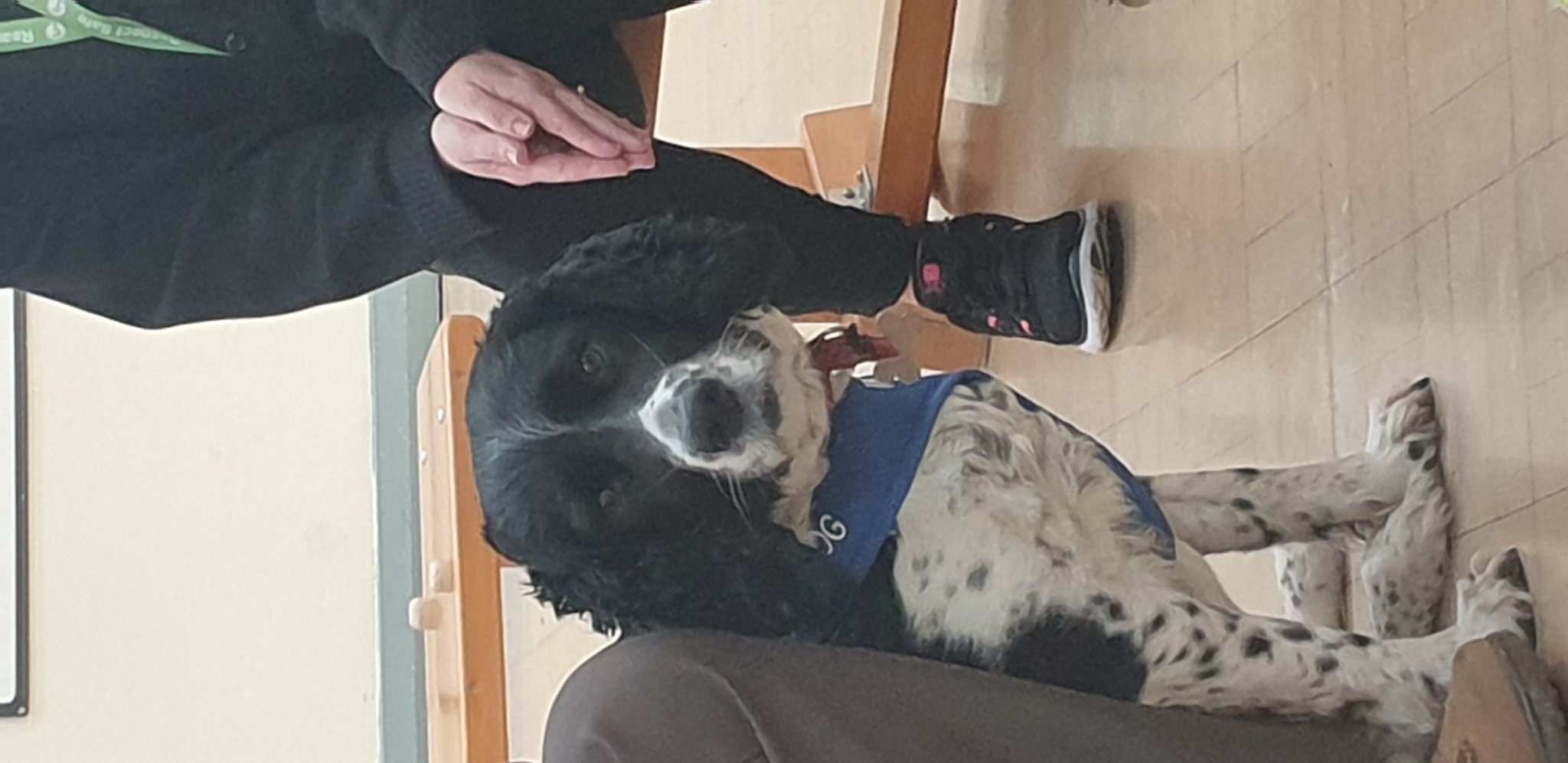Image of Elm Tree's Therapy Dog
