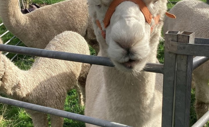 Image of  Natterjack Alpaca's Base Camp
