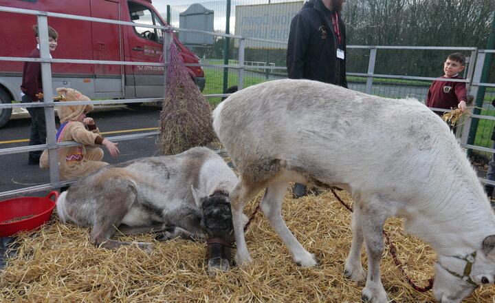 Image of Santa's Grotto and Reindeers