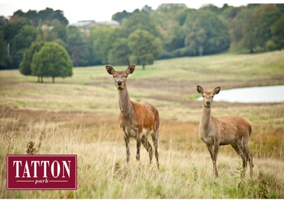 Image of LKS2 Trip—Tatton Park