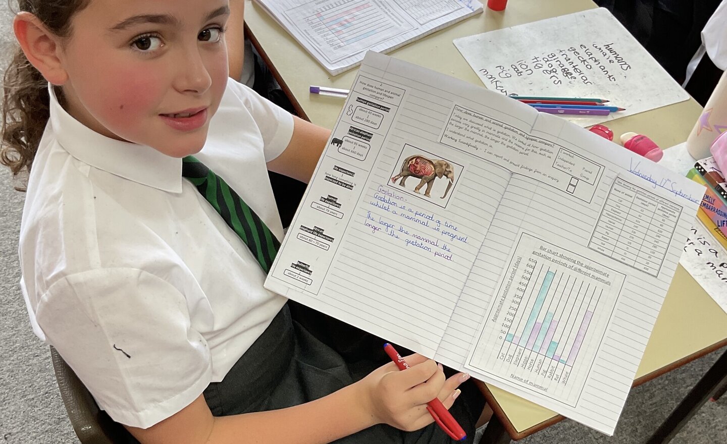 Image of How does human and animal gestation and lifespan compare?