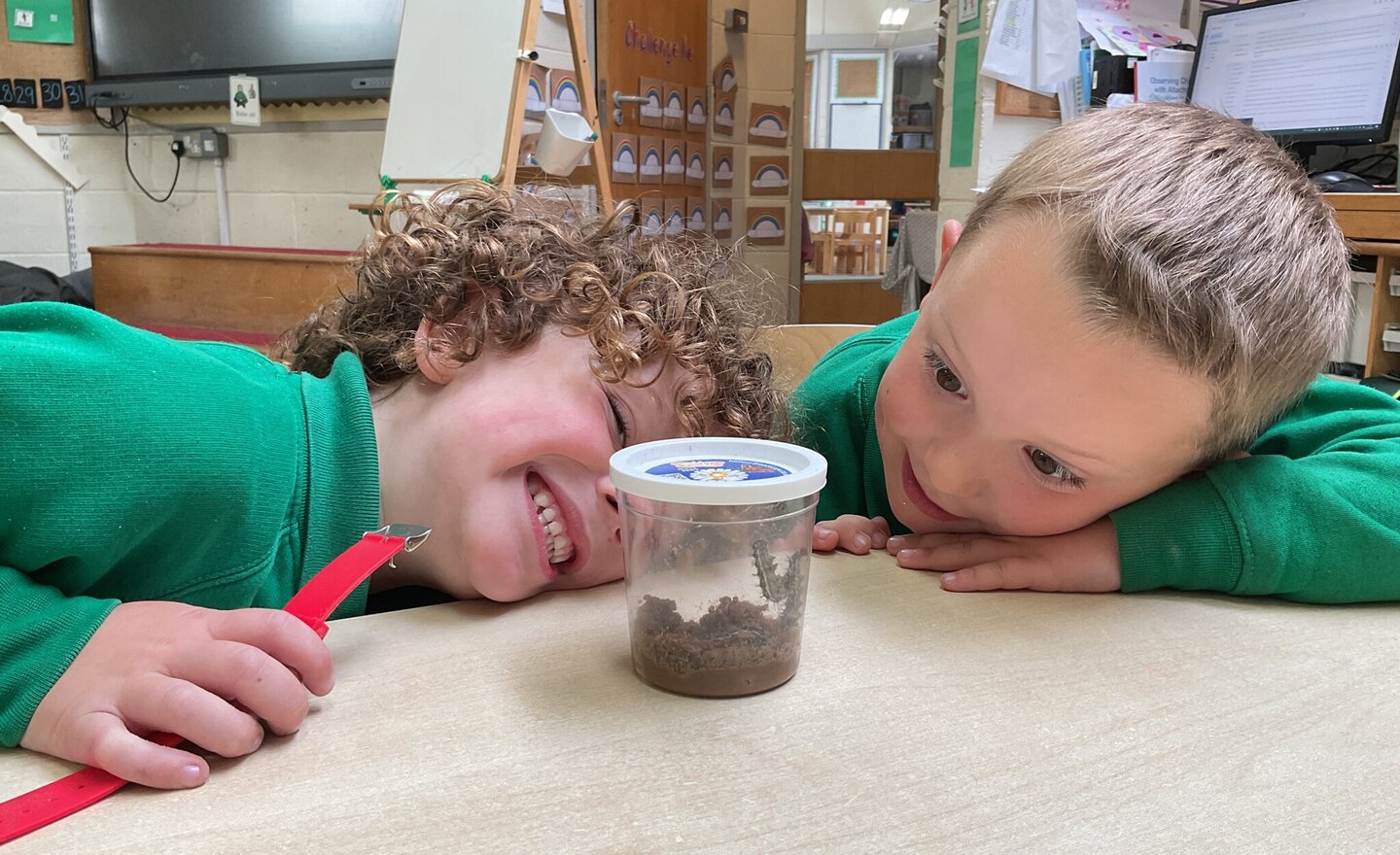 Image of Caterpillars