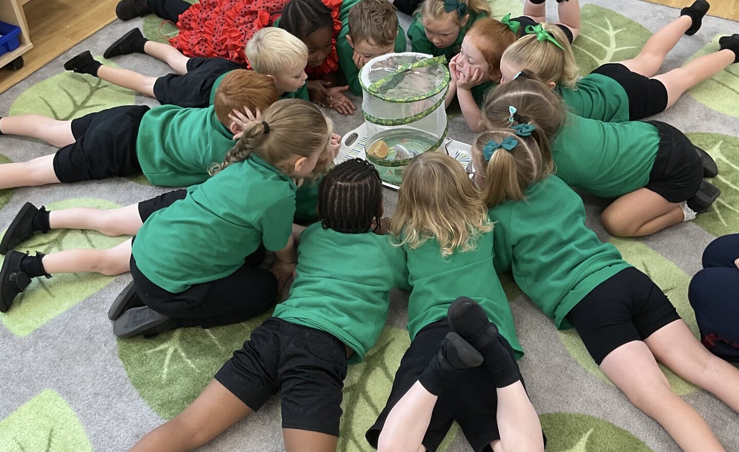 Image of Bye, Bye Butterflies!