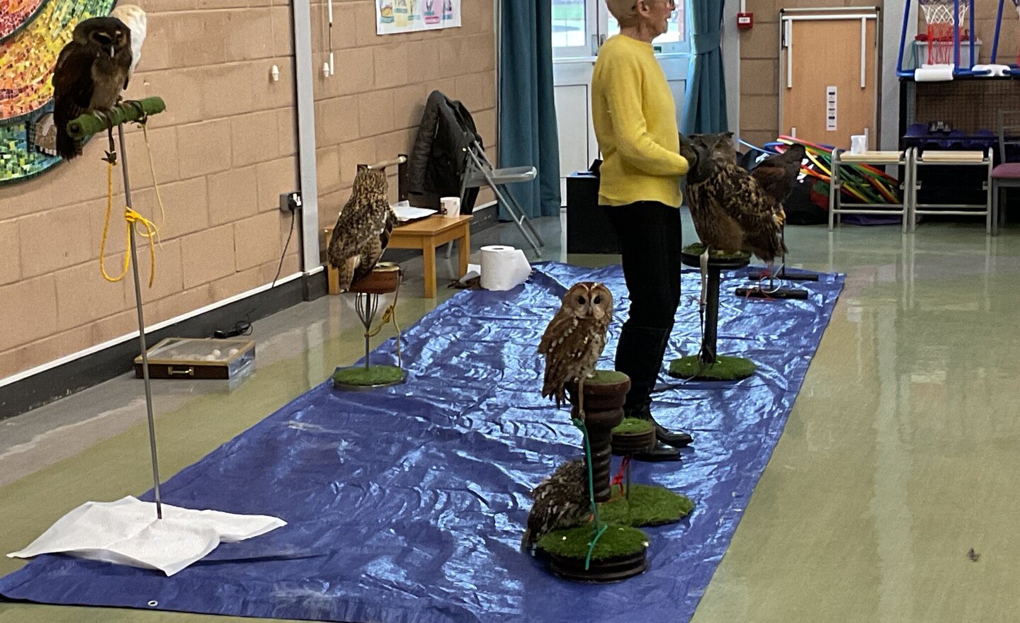 Image of Year 2 Lancashire Hawks and Owls