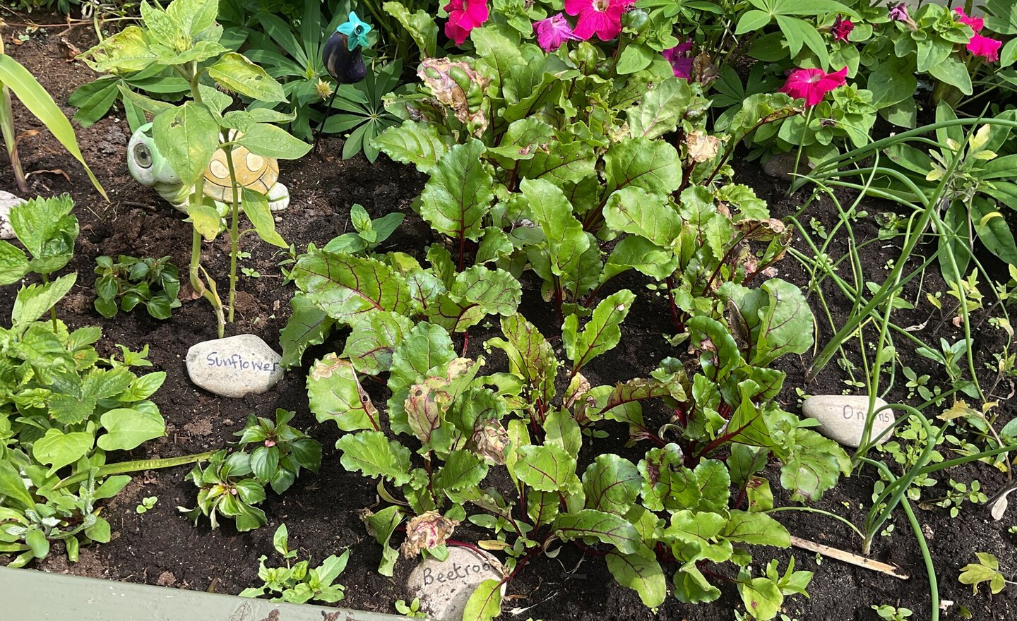Image of Our Beautiful Nursery Garden in Full Bloom.
