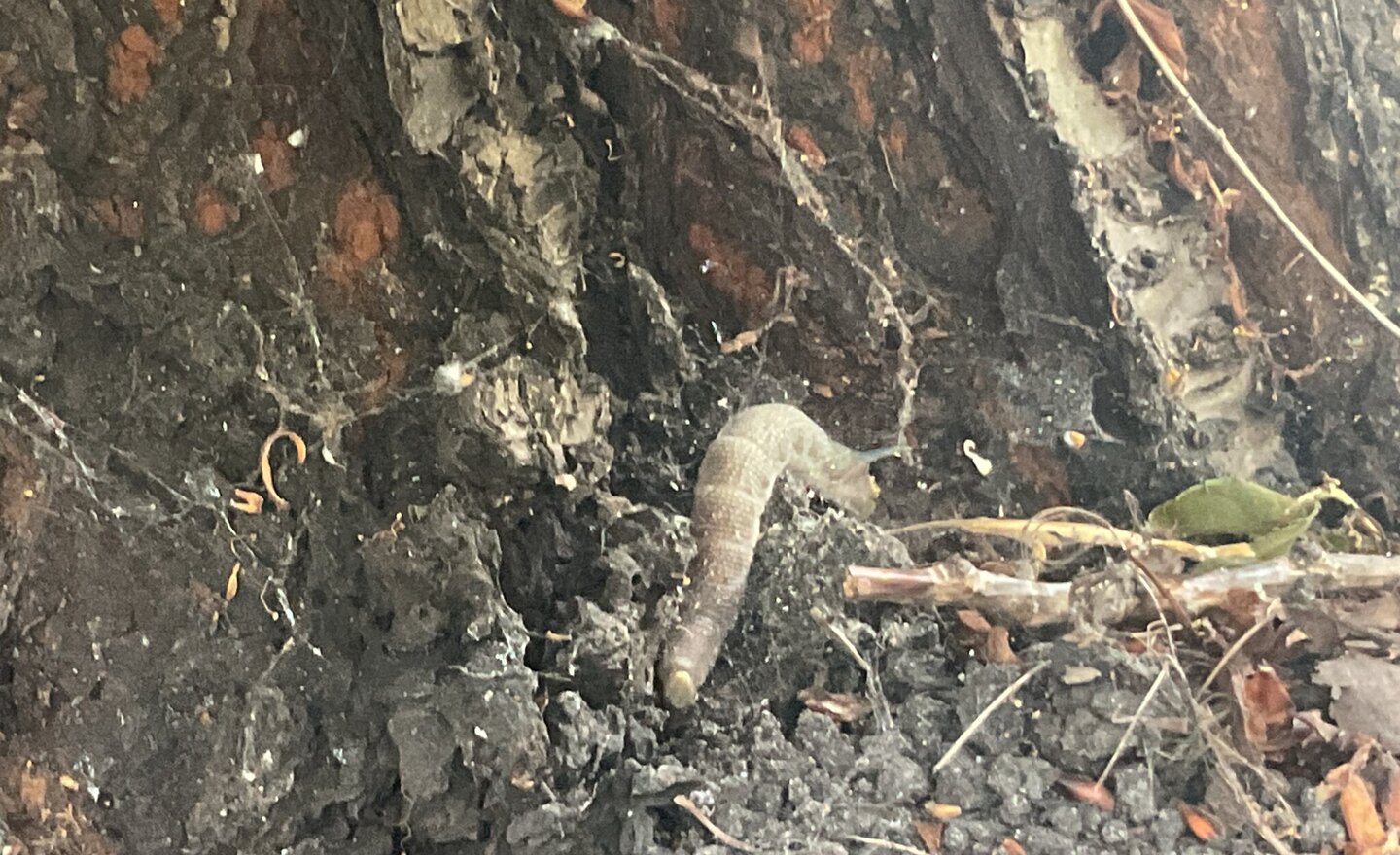Image of Caterpillar Finding in Nursery A