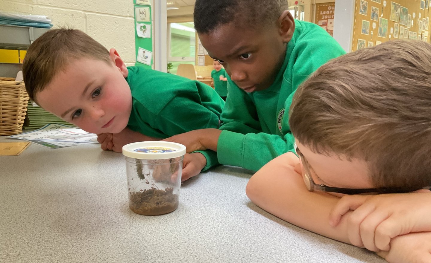 Image of Caterpillars have arrived in Reception