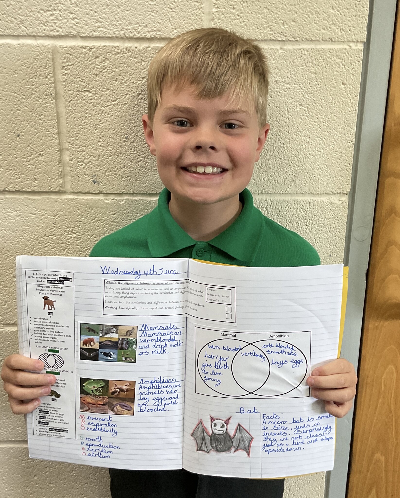 Image of What’s the difference between a mammal and an amphibian?