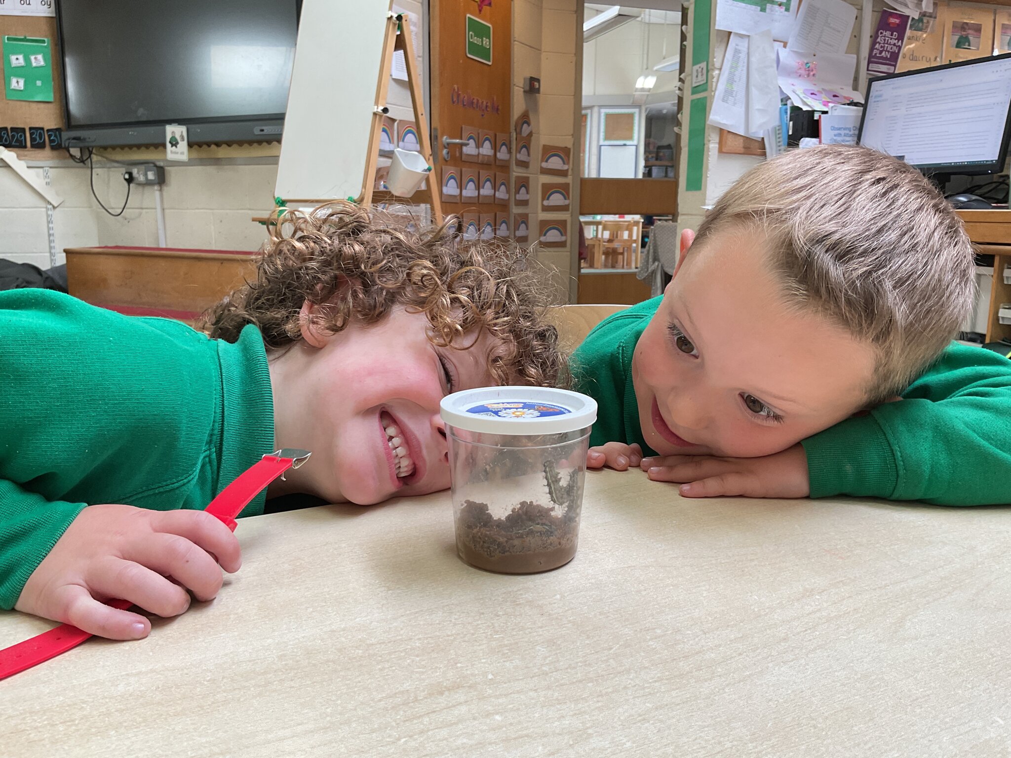 Image of Caterpillars