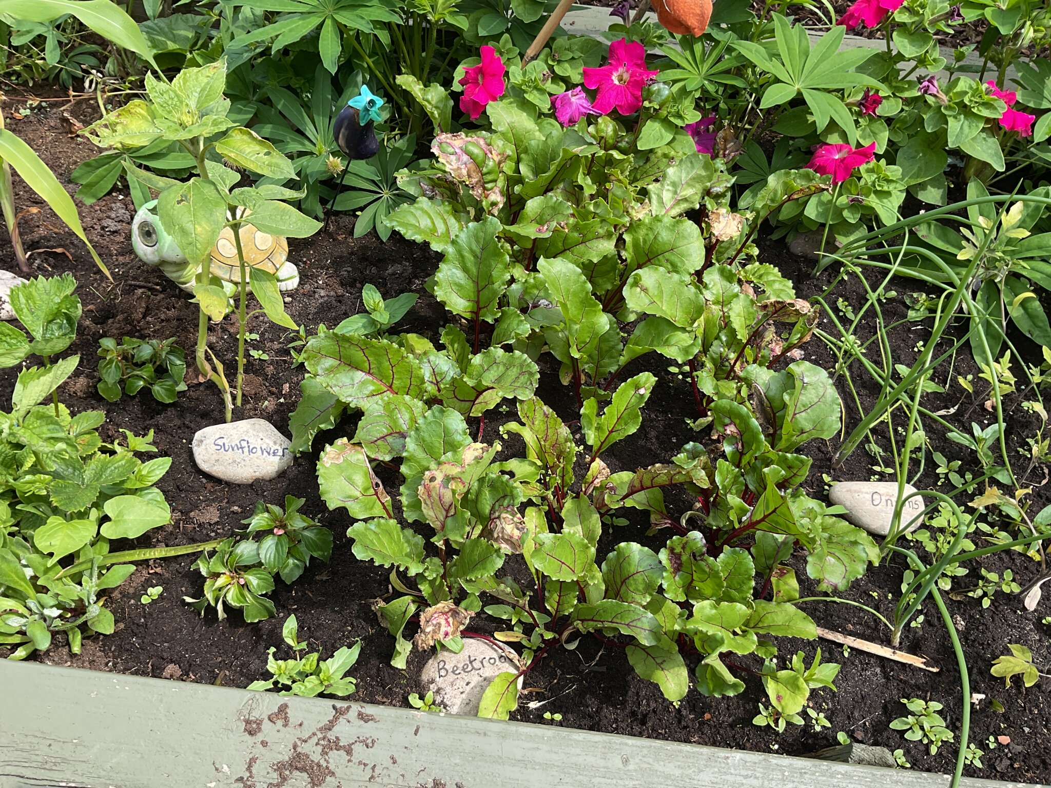 Image of Our Beautiful Nursery Garden in Full Bloom.