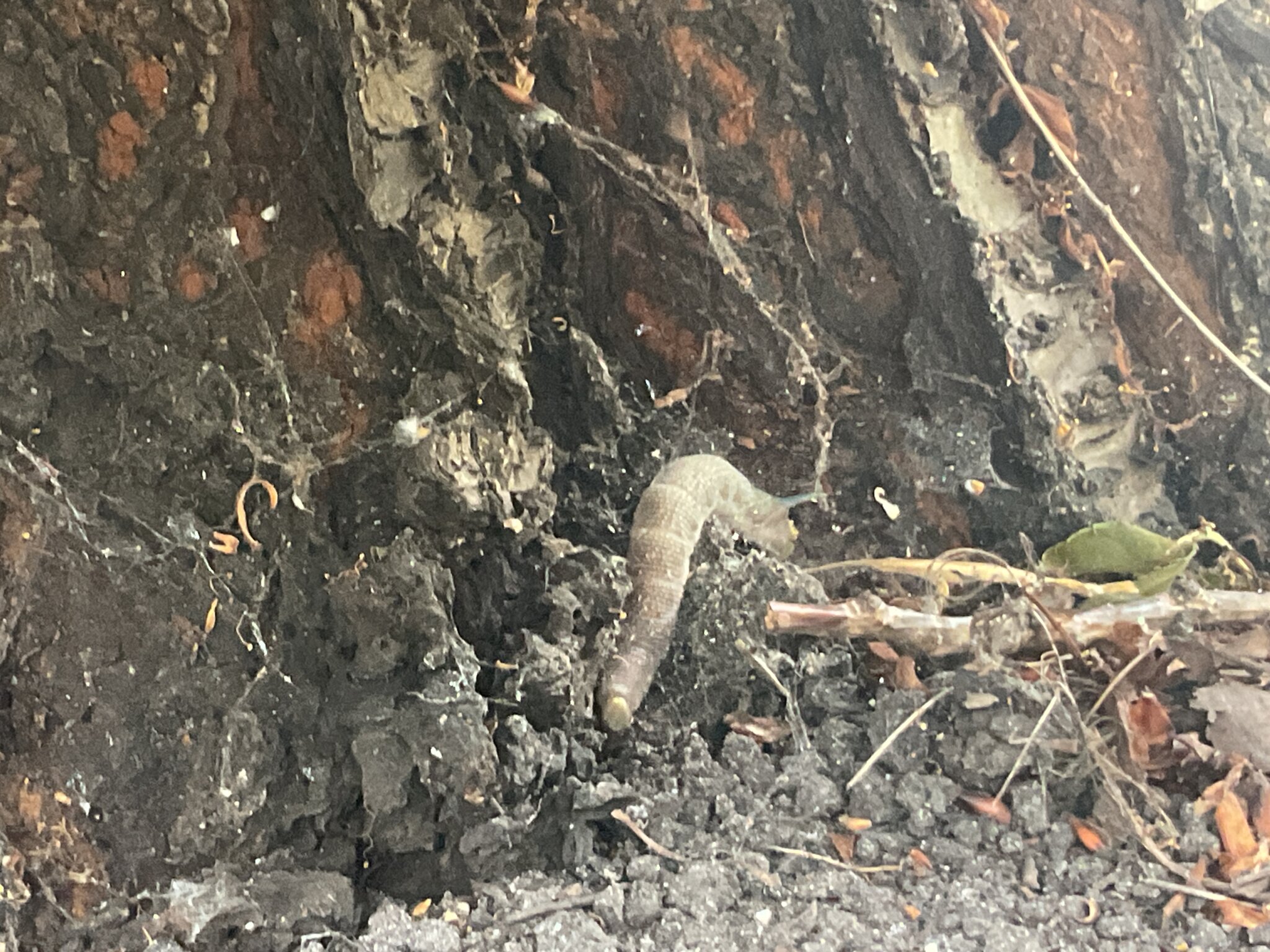 Image of Caterpillar Finding in Nursery A