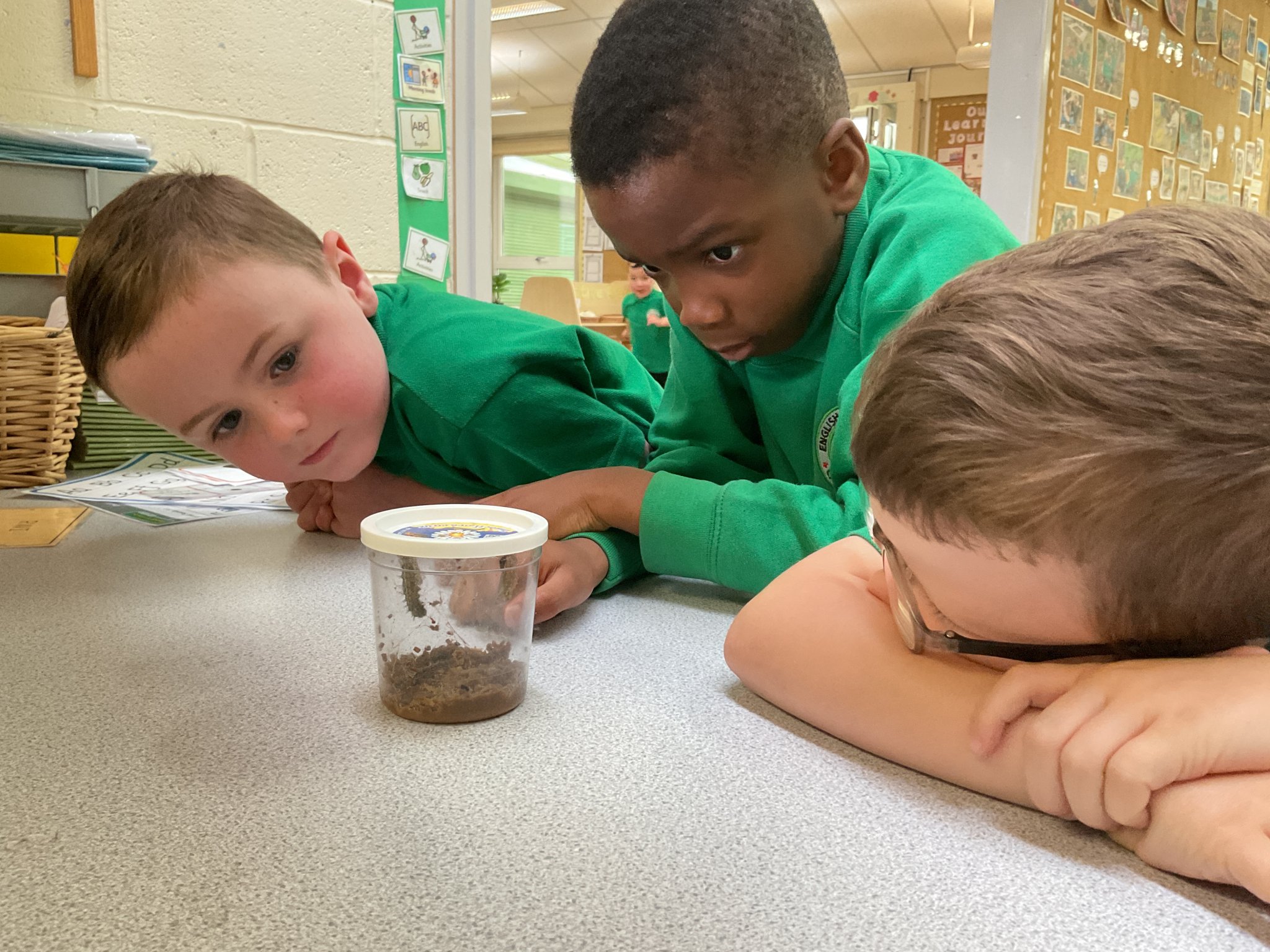 Image of Caterpillars have arrived in Reception