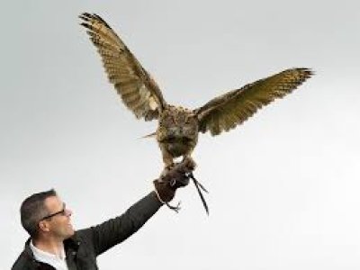 Image of Year 1: Silverband Falconry