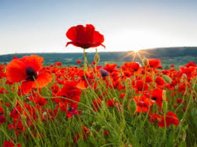 Image of Remembrance Assembly