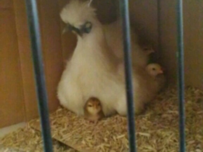 Image of Spring is in the air....chicks are in school!