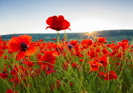 Image of Remembrance Assembly