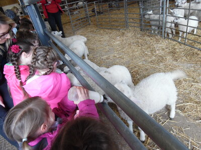 Image of Year 1 Walby Farm Trip