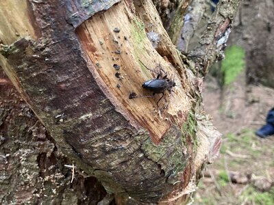 Image of Autumn Term Year 3 Shelter Building