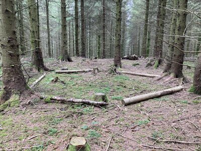 Image of Forest School Site Setmurthy 2021