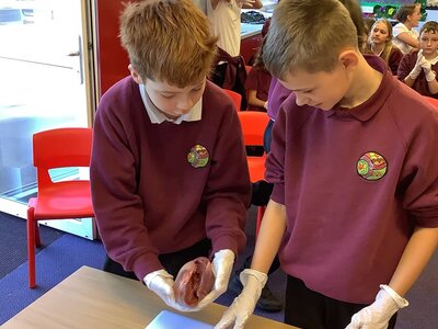 Image of Year 6: Heart Dissection