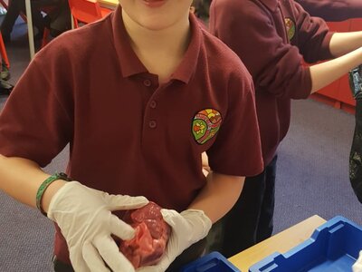 Image of Year 6 Heart Dissection