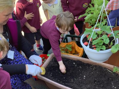 Image of Nursery: A Bumper Harvest 