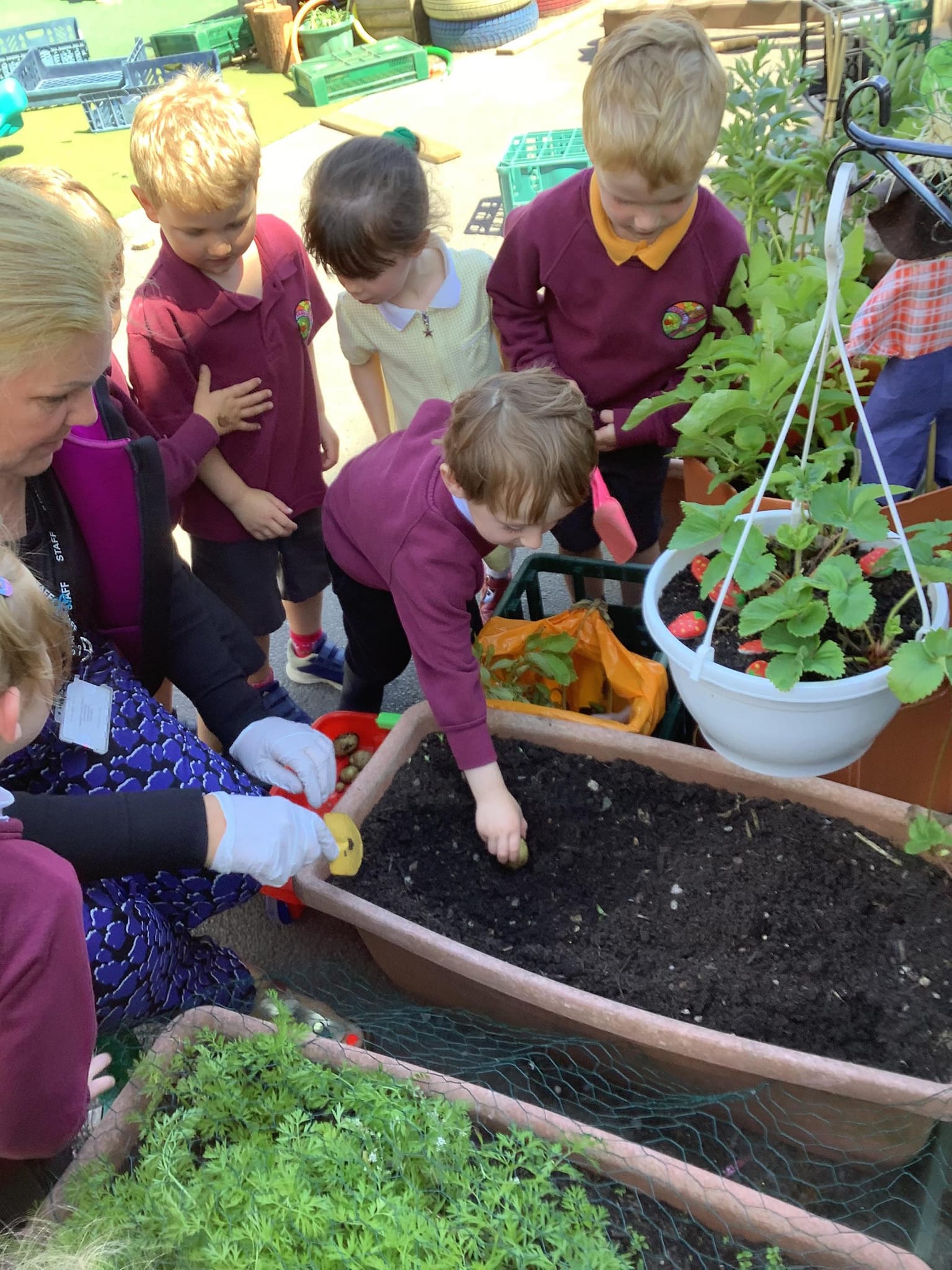 Image of Nursery: A Bumper Harvest 