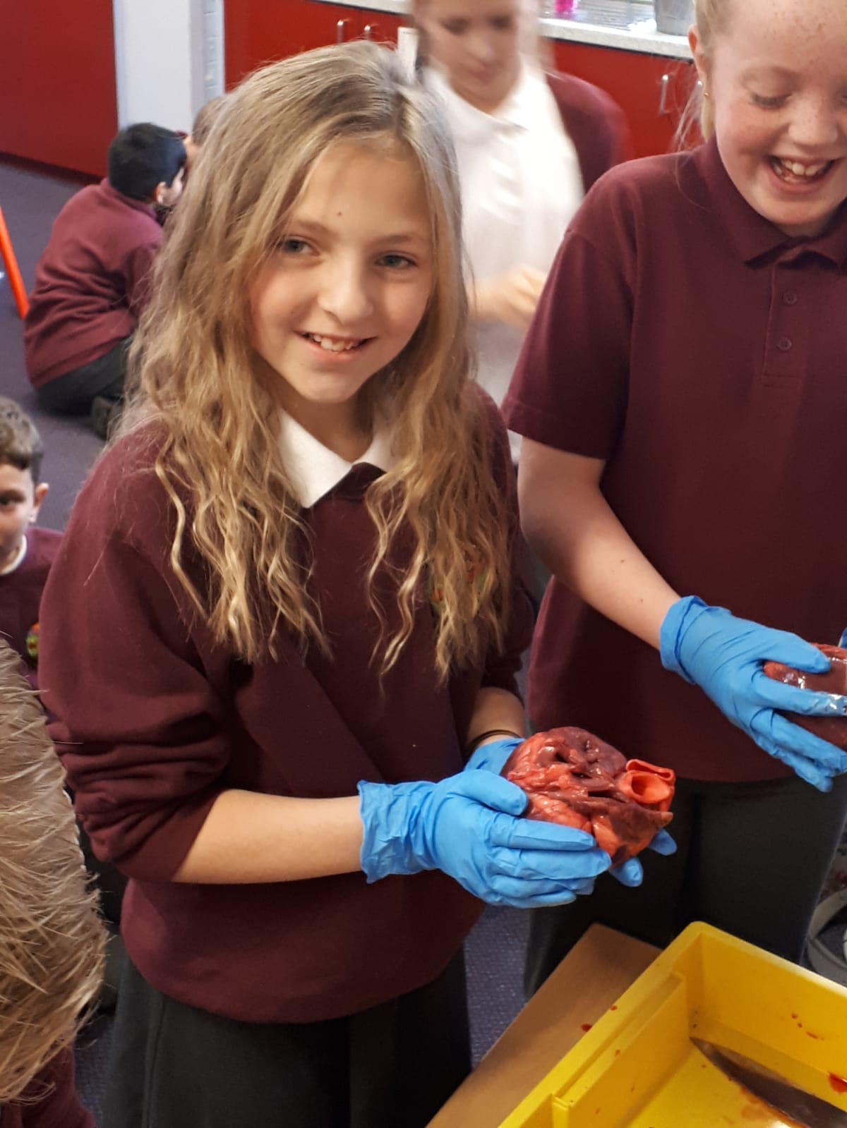 Image of Year 6: Heart Dissection